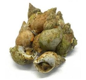 Bulots cuits