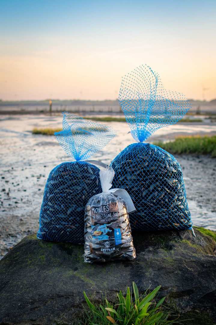 Moules de filiere de l'ile d'houat