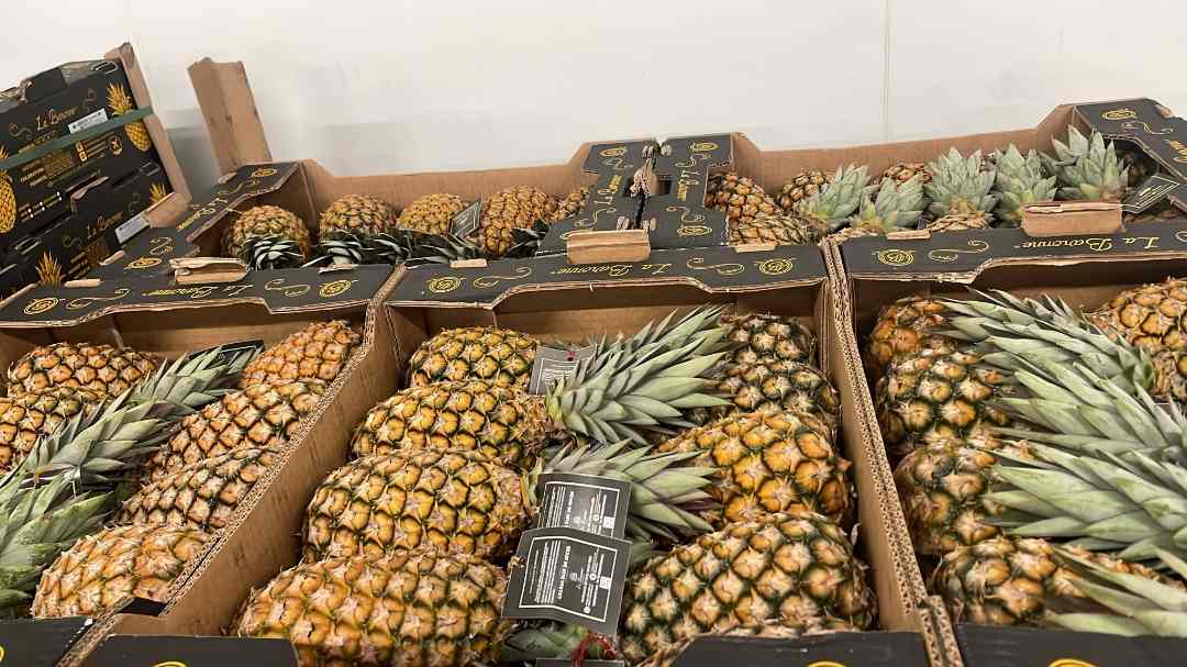 Ananas pain de sucre benin