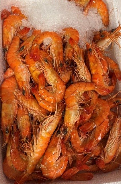 crevettes roses cuites étal poissonnerie