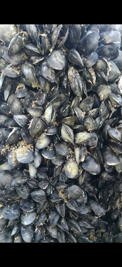 Visuel N°2 du produit rappelé : HUITRES ET MOULES